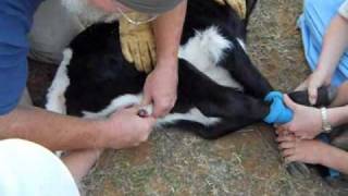 Castrating a Longhorn Bull Calf [upl. by Juditha950]