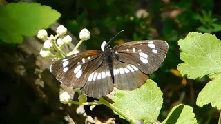 neptis rivularis  butterflies of Greece [upl. by Emsmus]