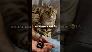 какая она была крошка 🥹 🐍 змея кот домашнийзоопарк [upl. by Gratia]