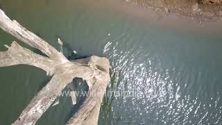 Birds eye view The beauty of Kabini national park [upl. by Alekehs]