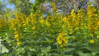 In my Garden  Lysimachia Vulgaris  Slow Motion [upl. by Jeroma]