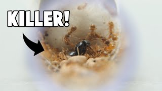 Lasius fuliginosus  New Dream Species Added To The Collection [upl. by Wallraff]