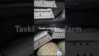 Tavkkl poltri farm chiks calendar farming poultryfarming viralvideo [upl. by Svend]