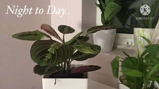 Maranta  Prayer Plant  Nyctinastic Movement Timelapse  Timelapse Videos [upl. by Norel]