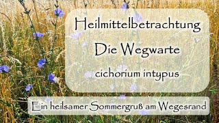 Wegwarte  cichorium intypus  Heilmittelbetrachtung  Dr med Liane PreuMaiwald  Würzburg [upl. by Paloma877]