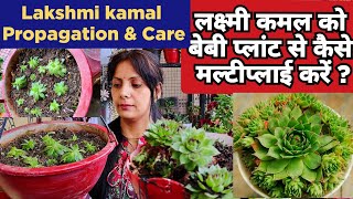 Lakshmi kamal Succulent Plant  Care amp Propagation of Lakshmi kamal  Lakshmi kamal Succulent Care [upl. by Irmine]