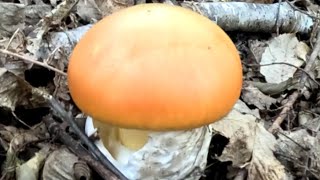 Amazing Caesars mushroomAmanita caesareaOctober 2024an amazing findnature mushroom forest 4k [upl. by Poliard]