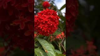 Ixora red flower live plant ☘️ jammu [upl. by Shriner]