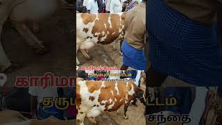 சினை மாடு cow tn24sakthivlogs காரிமங்கலம் மாட்டு சந்தை [upl. by Notsud]