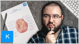 2 Easy ways to learn the cranial nerves  labeling exercises and quizzes  Kenhub [upl. by Airehs]