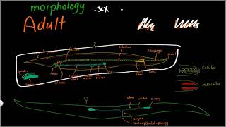 Parasitology 11 Nematodes General »DrMoaz [upl. by Gianni23]