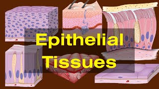 Epithelial tissues class 9 Epithelial tissues Types and Functions Biology [upl. by Hatch]