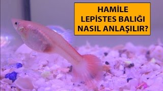 Hamile Lepistes Balığı Nasıl Anlaşılır [upl. by Onej869]