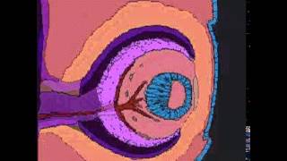 Desenvolvimento do olho [upl. by Ieso]