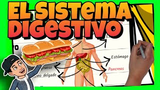 🥝 El SISTEMA DIGESTIVO del CUERPO HUMANO para NIÑOS de PRIMARIA [upl. by Eugeniusz]