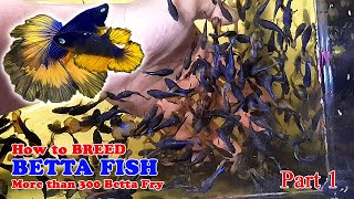 Part 1  How To Betta Fish Breeding  More Than 300 Betta Fry Mustard Gas Rose Tail Halfmoon [upl. by Anstice859]