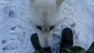 an arctic wolf is acting friendly in canada [upl. by Nillek]