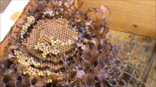 Trigona Stingless Native Beehive Update 4 THE BROOD [upl. by Tasiana]