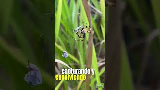 Araña Trigre Argiope Trifasciata Arañatigre faunasilvestre ecosistemasecotropical viral [upl. by Nuhs]