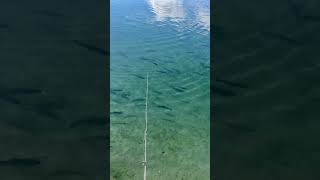 アルクスポンドは超クリアだな😊魚が見えるのは楽しいトラウト魚🐟fishing 魚 [upl. by Laith]