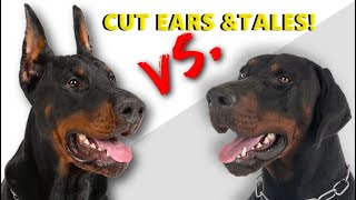 10 Reasons Why Ear Cropping and Tail Docking Can Harm Your Dog dog pets viral [upl. by Roselane]