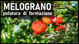 POTATURA FORMAZIONE MELOGRANO [upl. by Paehpos388]