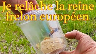 Je relâche la reine frelon européen [upl. by Pegasus]