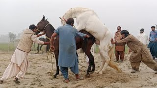 Horse First Time Meeting Successfully Breeding  White Horse Breed Successfull Attempt [upl. by Aiehtela]