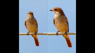 The red backed shrike Lanius collurio Female young [upl. by Esinek]