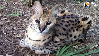 LIVE Rescued Serval Cat Feeding at Big Cat Rescue  The Dodo LIVE [upl. by Ado871]