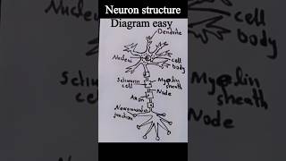 Neuron structure easy drawing shortvideo art shorts short learntodrawneuronbiology science [upl. by Pergrim407]