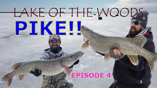 PIKE FISHING LAKE OF THE WOODS 2024 ARNESENS ROCKY POINT RESORT [upl. by Zoldi]