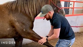 How A Horse Chiropractor Does Adjustments [upl. by Ydnirb]