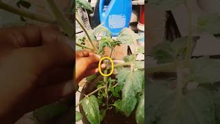 Como podar los chupones de los tomates tomatoes podar plantas plants [upl. by Reba900]