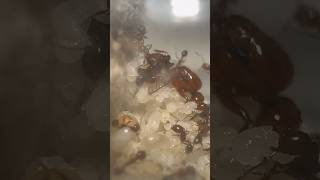 Moving My Fire Ants [upl. by Hayman]