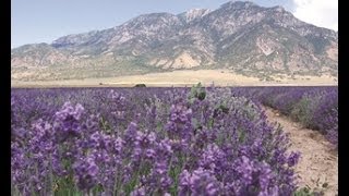 How to Make Lavender Water Homemade Vintage Old Recipe Sweet Scented [upl. by Moth]