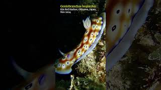 Goniobranchus nudibranch okinawa scubadiving [upl. by Jaco]