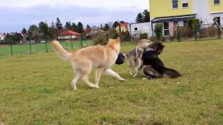 Czechoslovakian amp American Wolfdogs [upl. by Anerres]