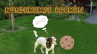 Hundekekse mit einer Backmischung [upl. by Adore]