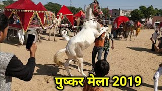 Horse Dance training at Pushkar Fair 2019। Horse market। Pushkar Mela [upl. by Fasa]