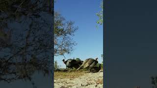 Epic Osceola Turkey Hunt Captured on Tactacam [upl. by Wilmer808]