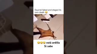 Squirrel staged its own crime scene 🤣🤣 musica humor funnyvideo [upl. by Paolina131]