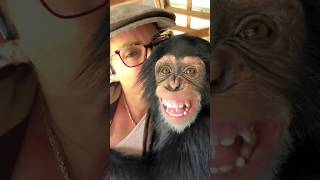 Come meet our ape family ☮️❤️🐵 chimp chimpanzee ape monkey cute [upl. by Olshausen]