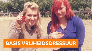 Basis oefeningen vrijheidsdressuur  PaardenpraatTV [upl. by Otirecul]