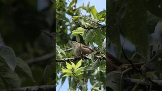 Carolina Wrens song sounds a bit like oldschool sonar ping [upl. by Lleryt835]