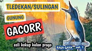 tledekansulingan gunung gacor Raja Gaya vol 1 [upl. by Koren]