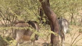 Sands of Serenity Journey with Desert DonkeysquotquotHoofbeats in the Dunes Desert Donkeys Talesquot [upl. by Arawaj]