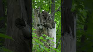 Baby racoon playing on tree [upl. by Nalrah]