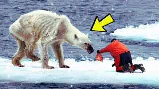 Man Helps A Dying Polar Bear You Wont Believe What Happens Next [upl. by Rimidalb]