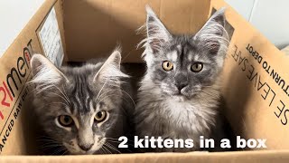 2 Maine coon kittens in a box [upl. by Aicatsan]